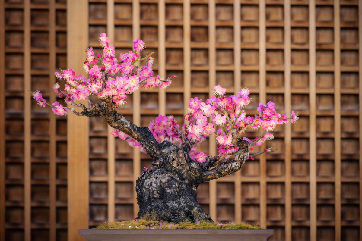 A pink bonsai plum tree with a wood frame behind.