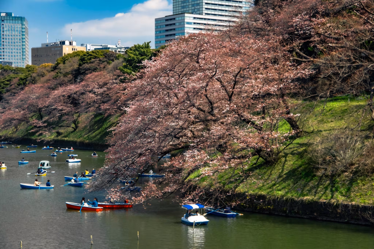 Rowboats gather under cherry blossoms on Chidorigafuchi.