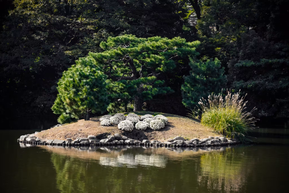 A group of chrysanthemums on a small island in pond.