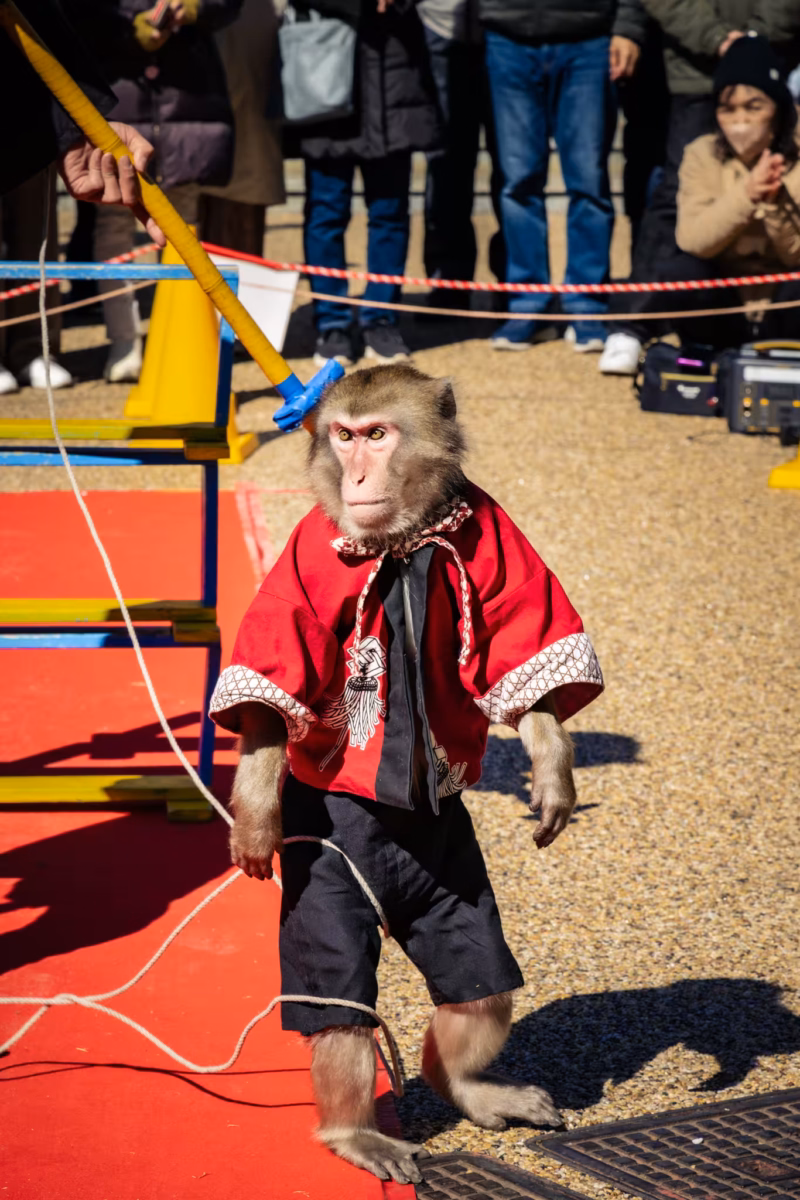 A monkey dressed in clothes at Yushima Tenjin Plum Blossom Festival.