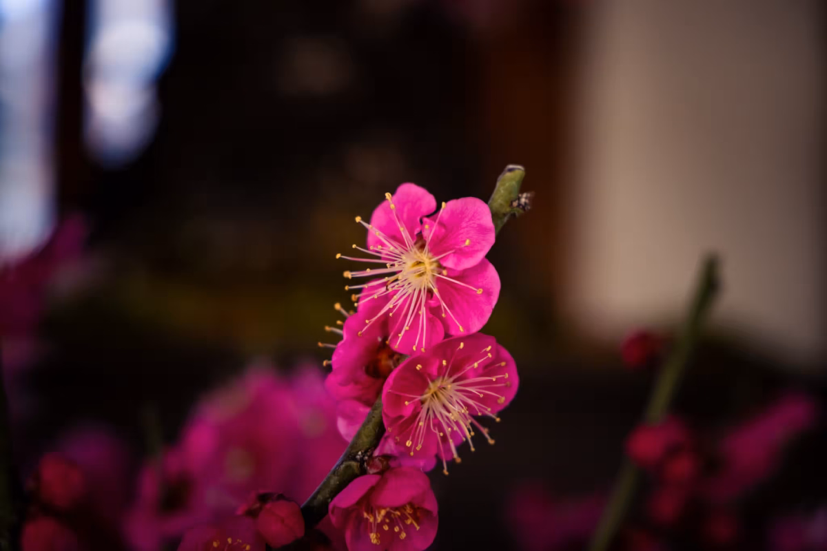 Dark pink plum blossoms against a dark background.