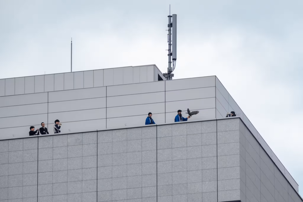 A falconry display shown from a skyscraper.