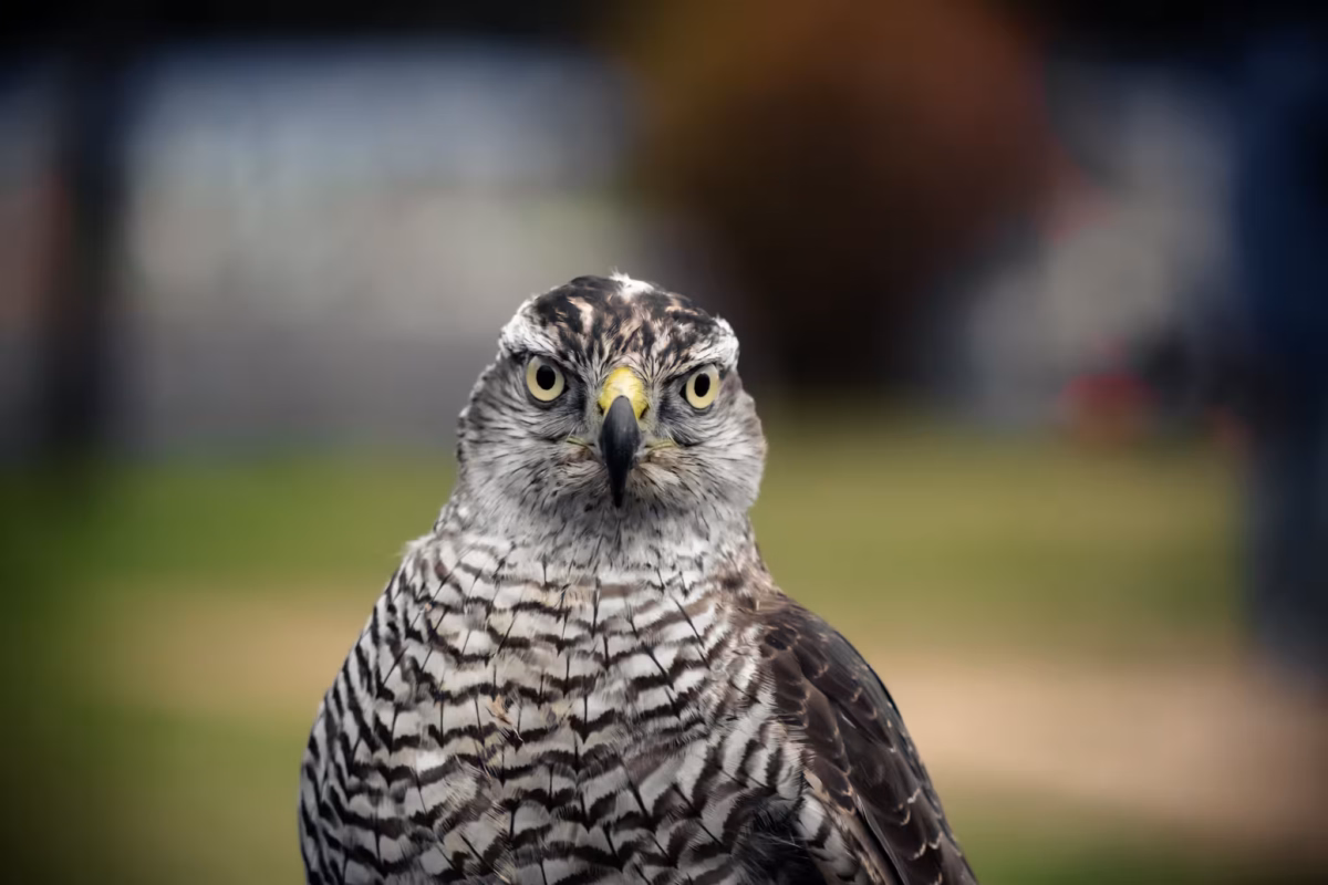 A closeup of a falcon's head and chest.