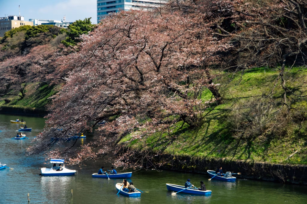 Rowboats gather under cherry blossoms on Chidorigafuchi moat.