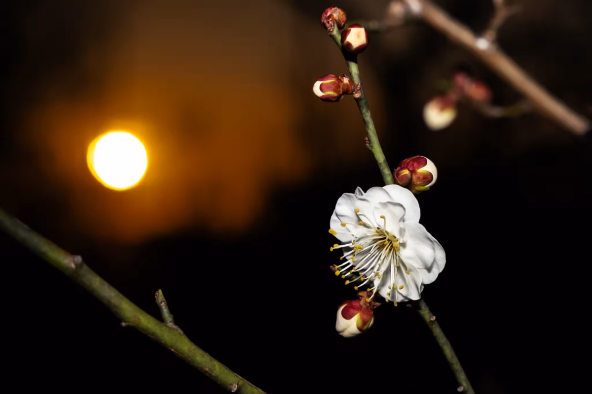 A white plum blossom with a darkened sun and blurred background.