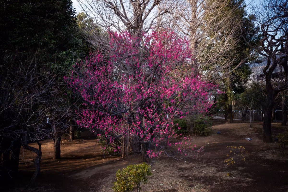 A tree filled with pink plum blossoms.