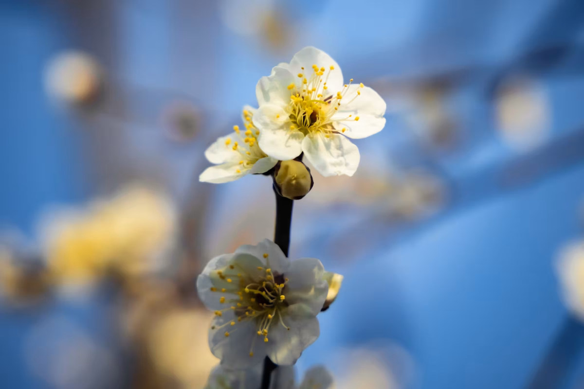 A delicate white plum blossoms with yellow stamens against a soft-focus blue background.