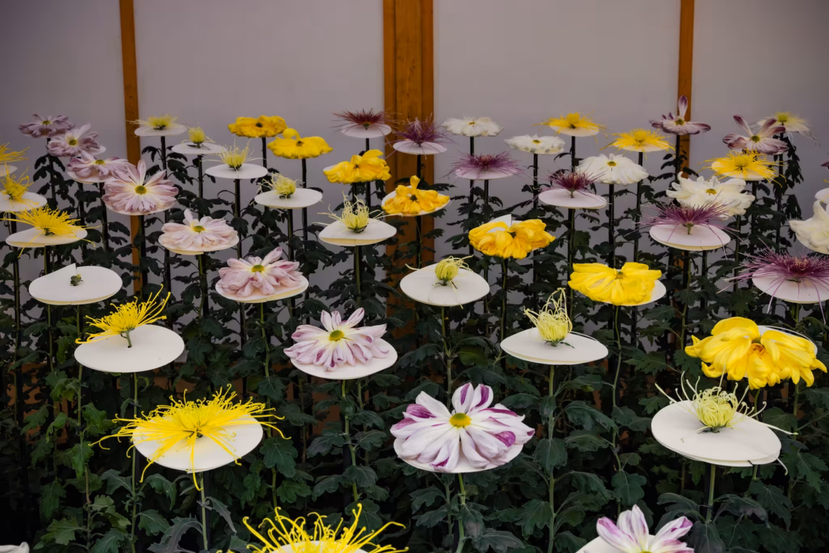 Ichimonji and Kudamono chrysanthemums in a display case.