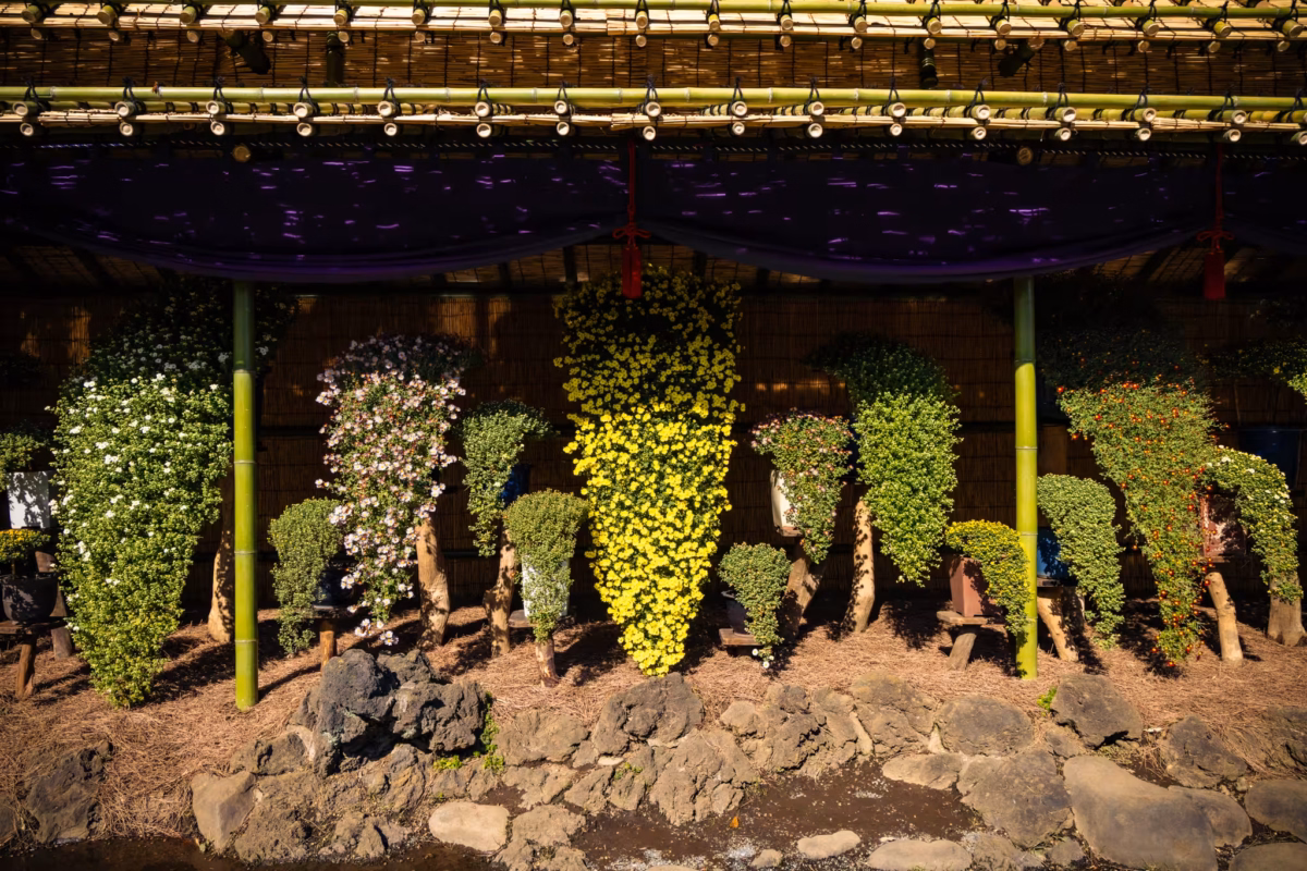 Kengai chrysanthemums in a bamboo display booth.