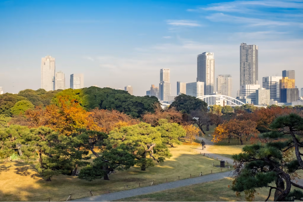 A man walks on a path through Hamarikyu Gardens in autumn.