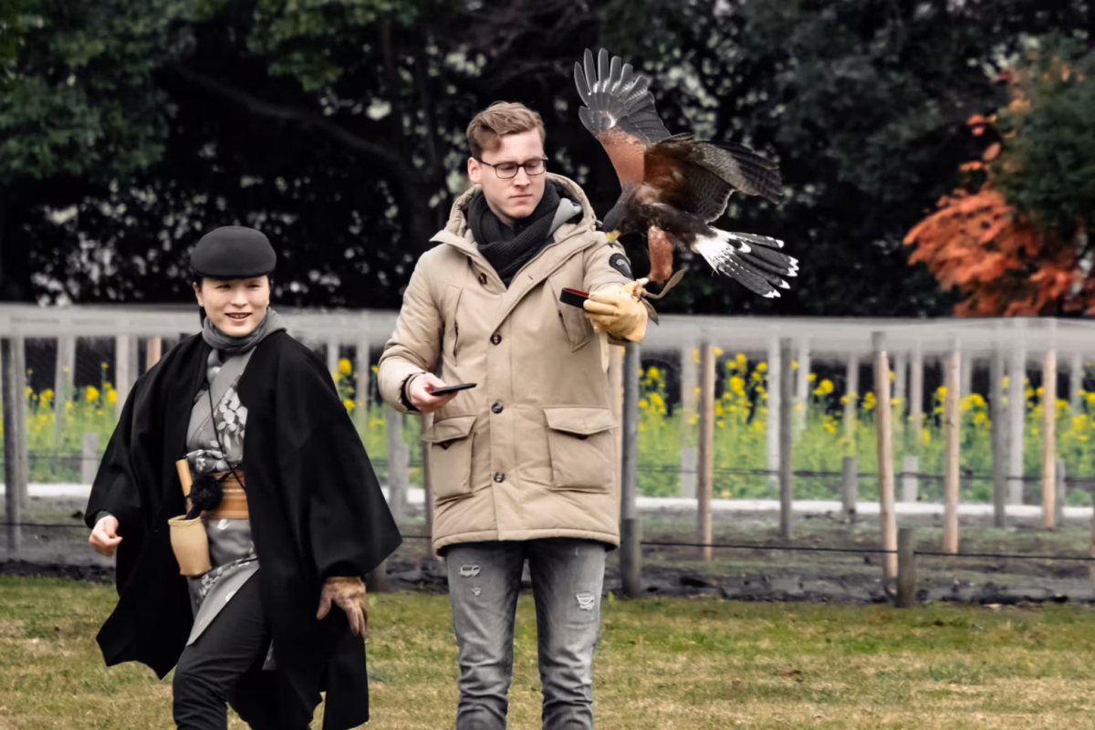 A falcons lands on a man's wrist while a female falconer looks on.