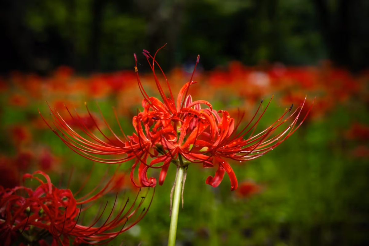 Close-up of a vibrant red spider lily with water droplets, set against a blurred field of more red blossoms.