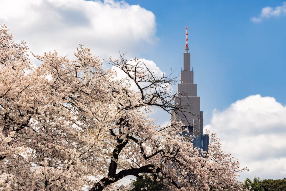 The NTT DOCOMO building towers over cherry blossoms.