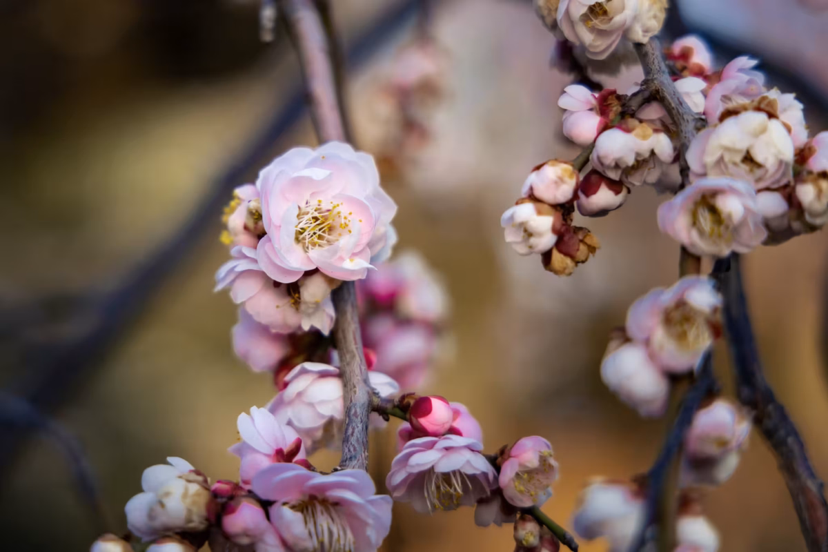 Clusters of delicate pale pink plum blossoms and buds on dark branches against a soft-focus background.