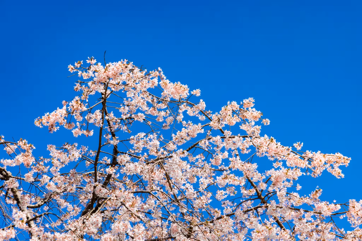 Pink cherry blossoms against a blue sky.