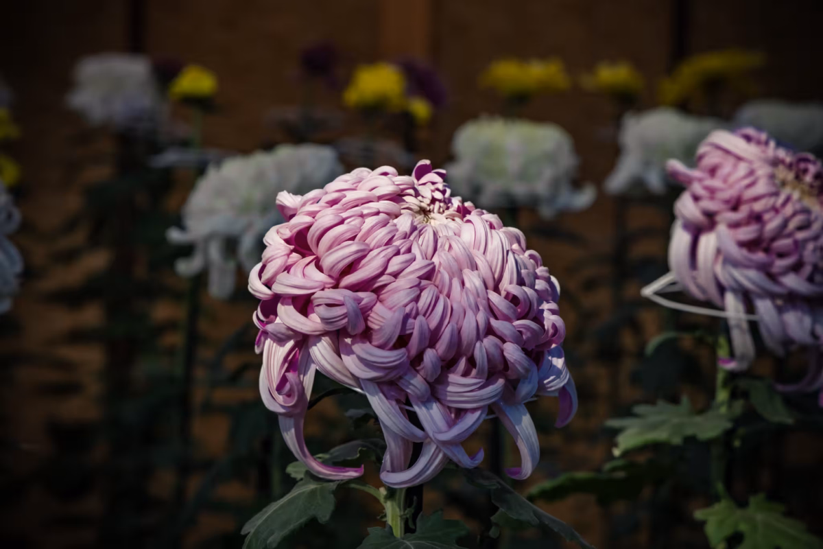 A pink ogiku chrysanthemum in front of blurred chrysanthemums.