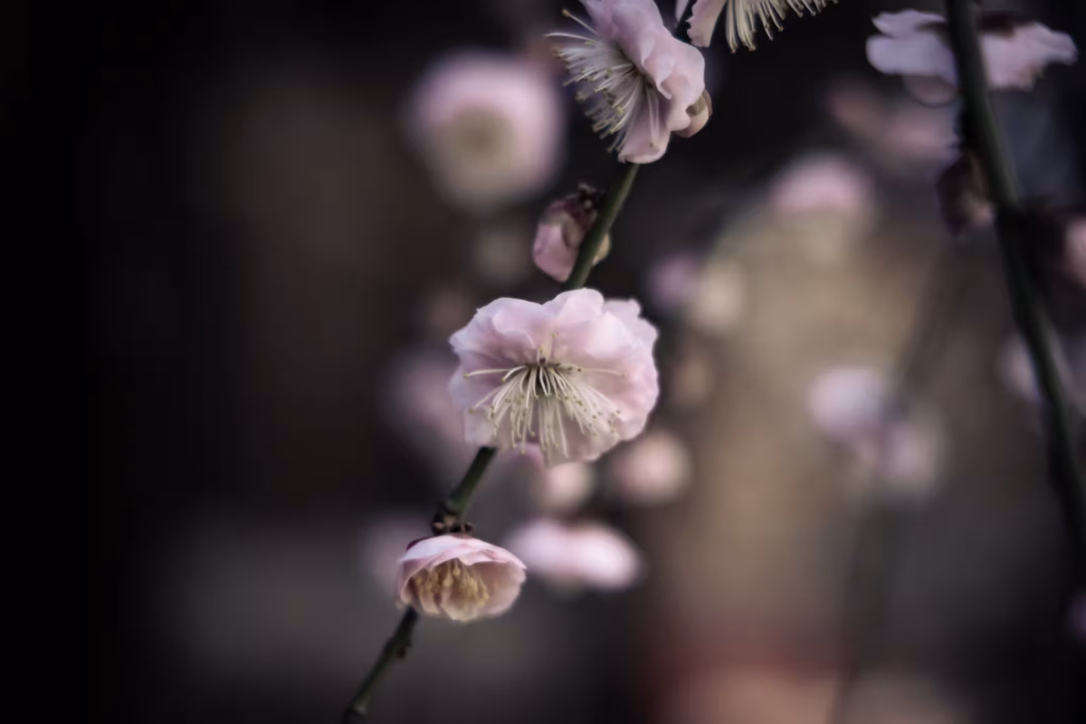 Pale pink plum blossoms against a blurred background.