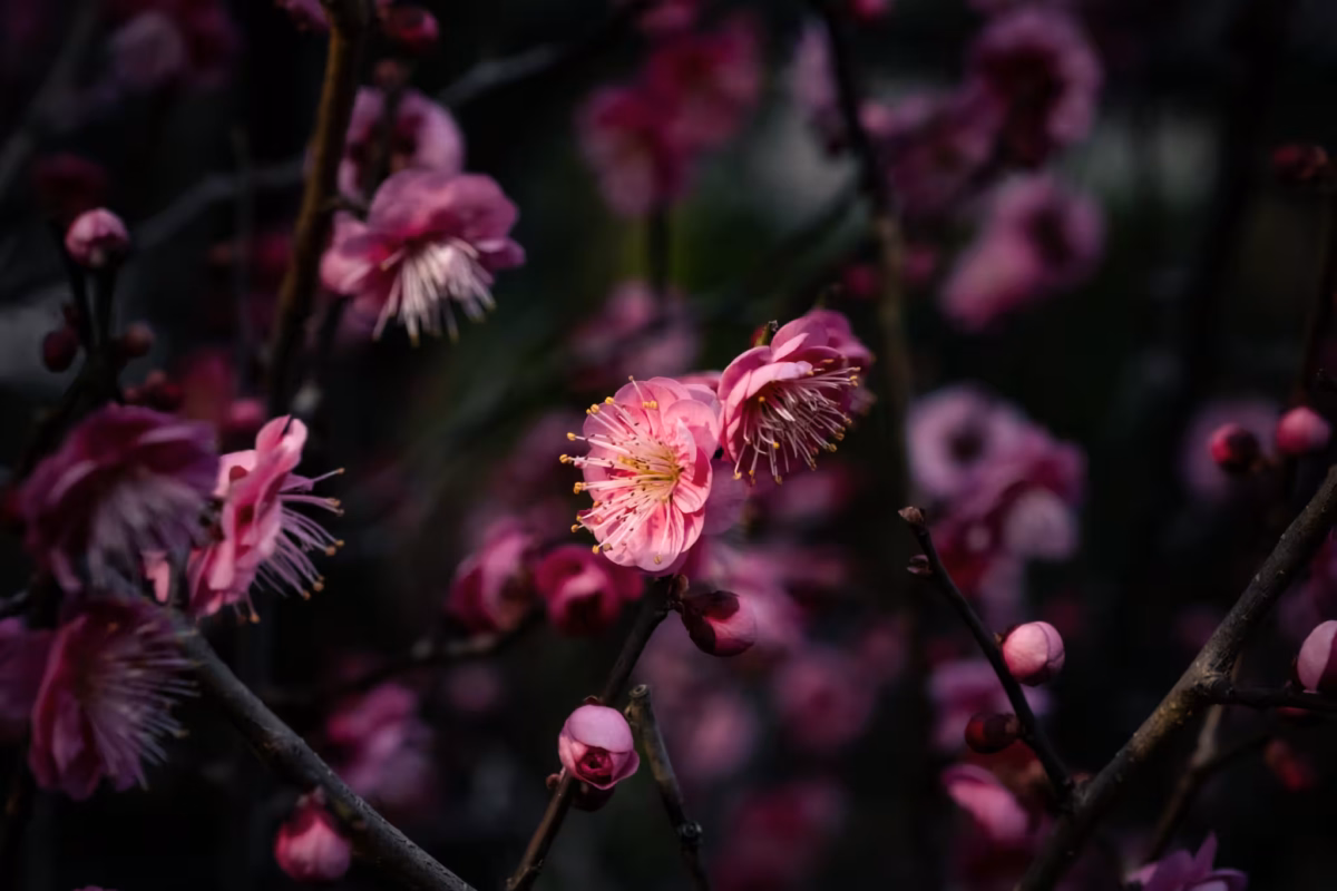 A pink plum blossom against a background of blurred pink plum blossoms.