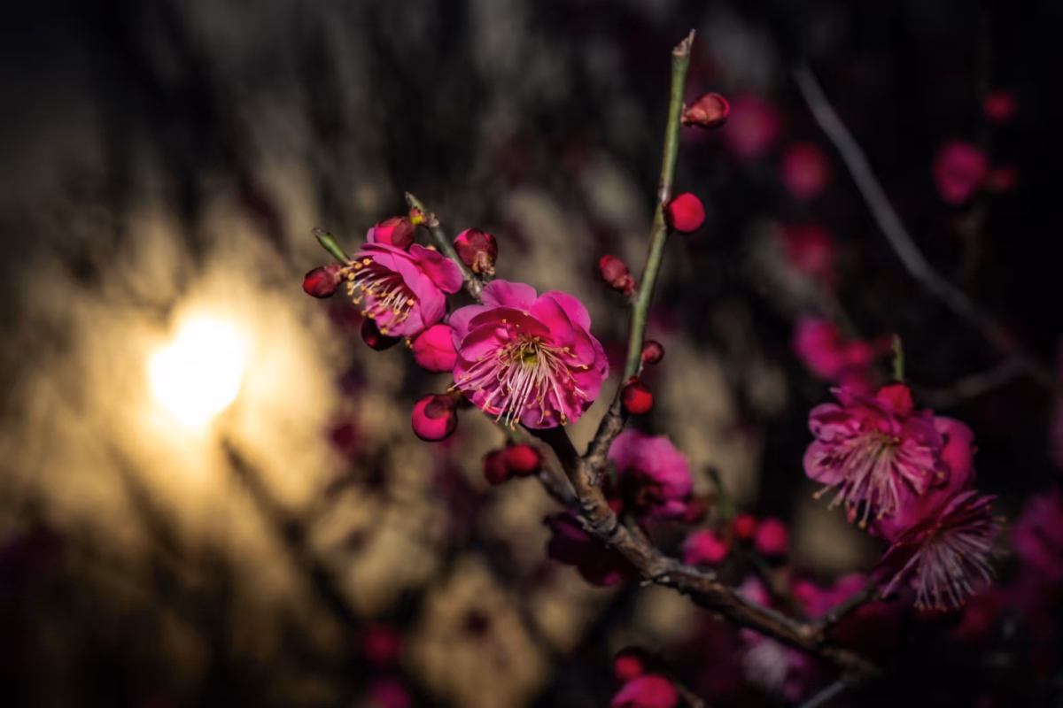 Pink blossoms against a darkened background.
