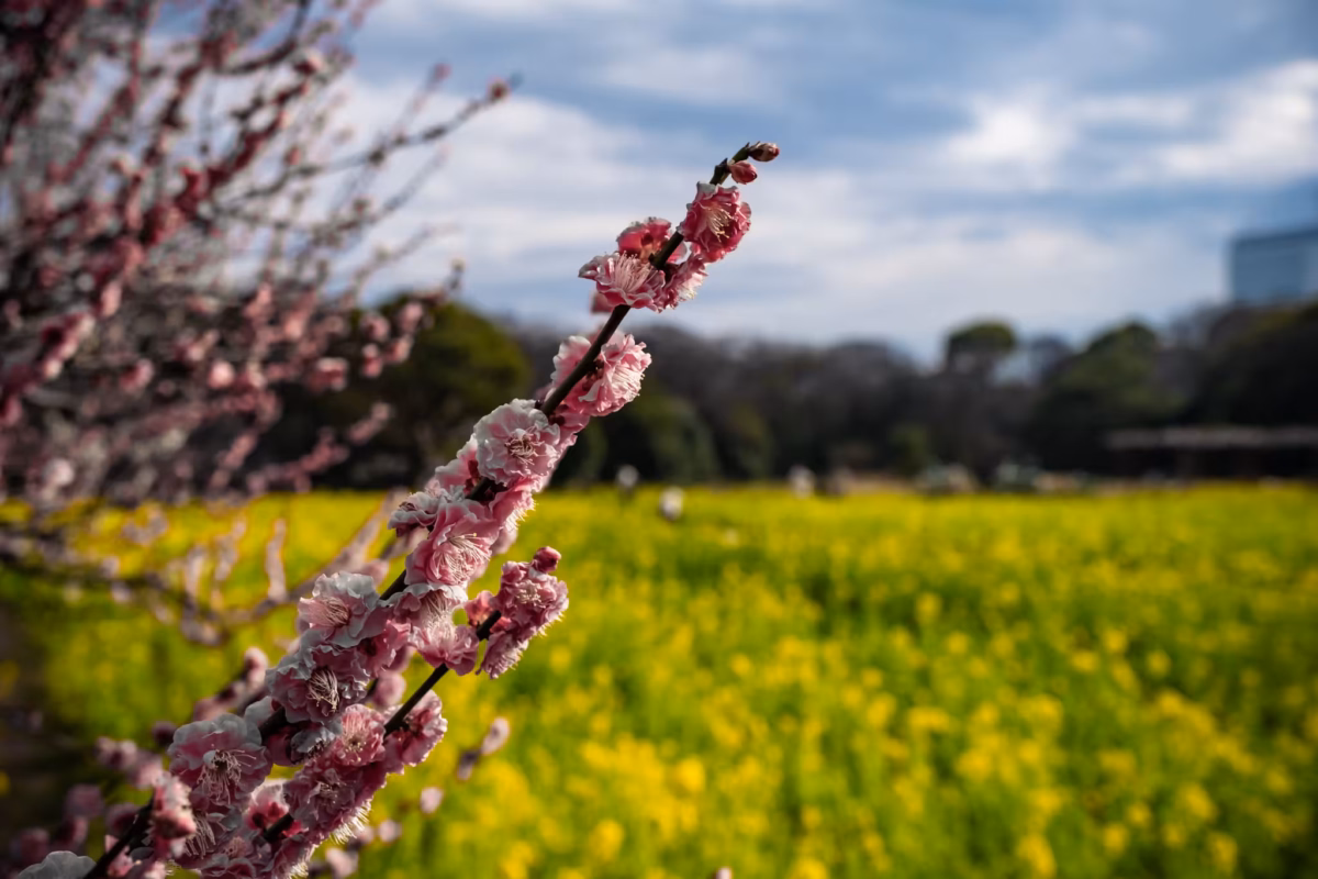 A stem of pink plum blossoms with a blurred rapeseed behind.