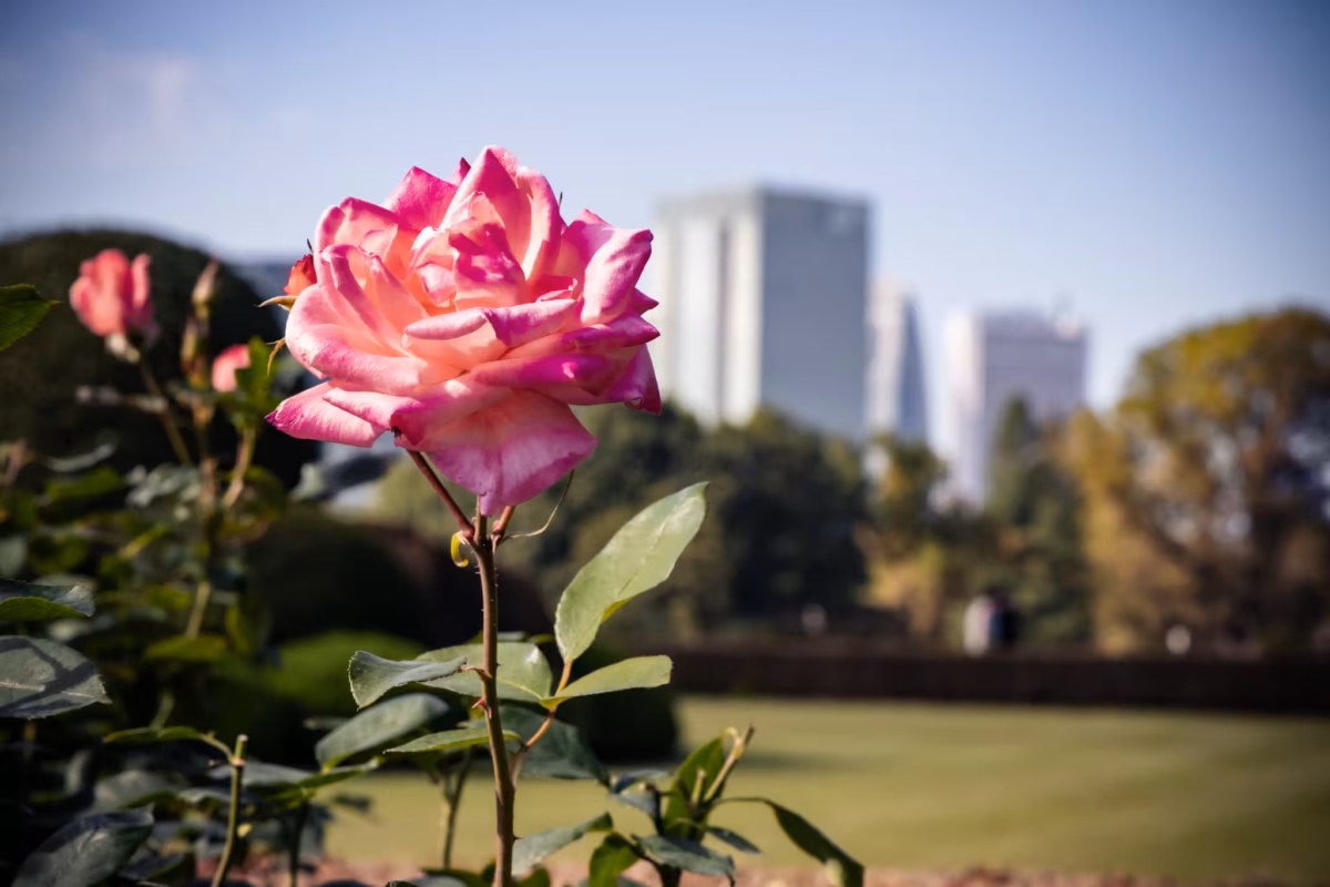 A rose with blurred buildings behind.