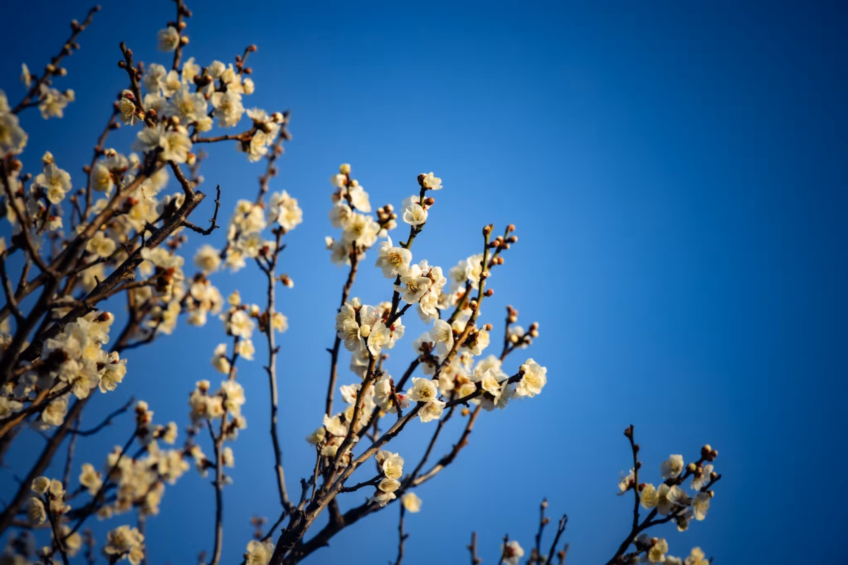 White plum blossoms on slender branches reaching toward a clear, deep blue sky.