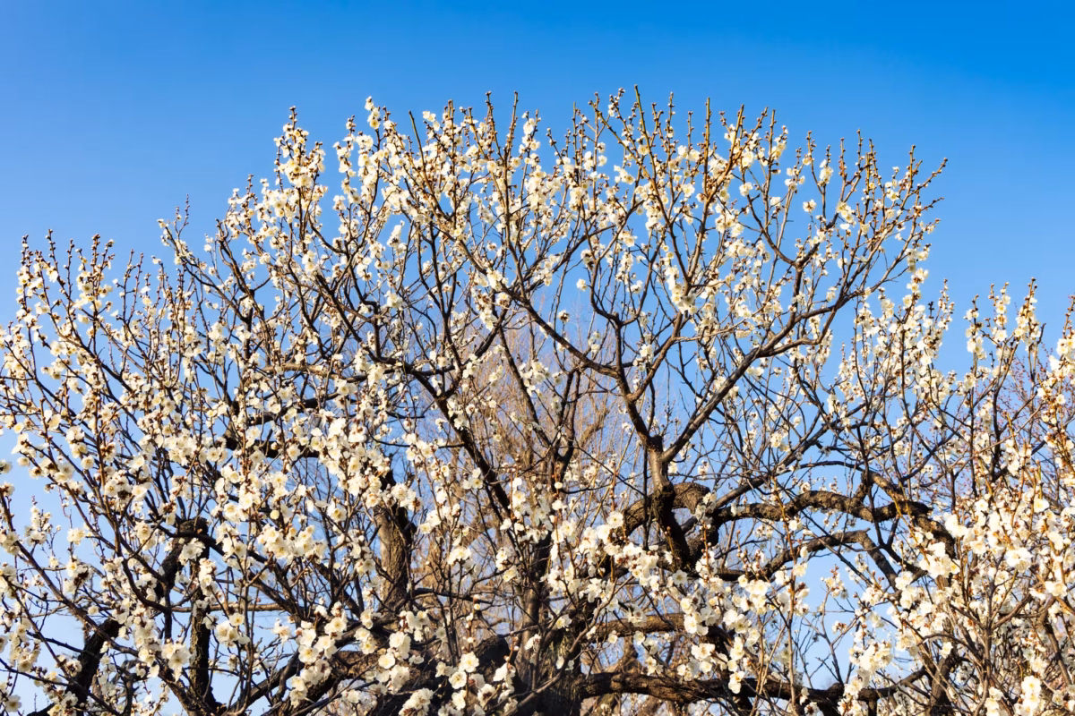 White plum blossoms in full bloom on gnarled branches against a clear blue sky.