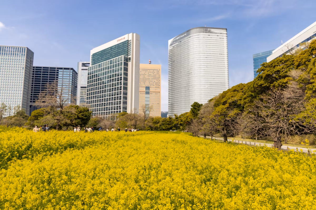 Hamarikyu Gardens' rapeseed shines brightly yellow in spring.