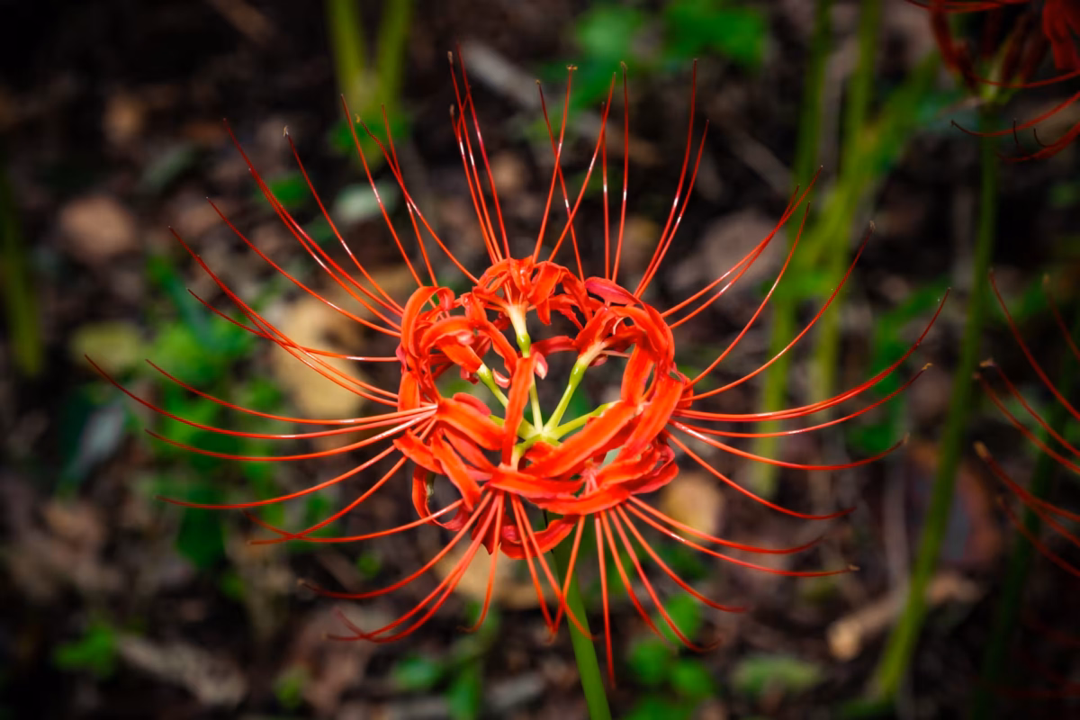 Close-up of a vibrant red spider lily with long, spindly stamens radiating from a central cluster against a dark background.