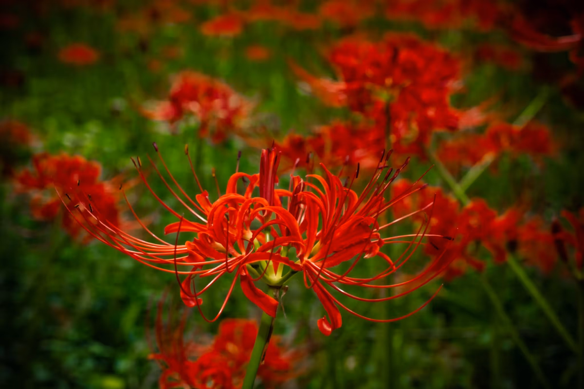 A red spider lily with blurred red flowers behind.