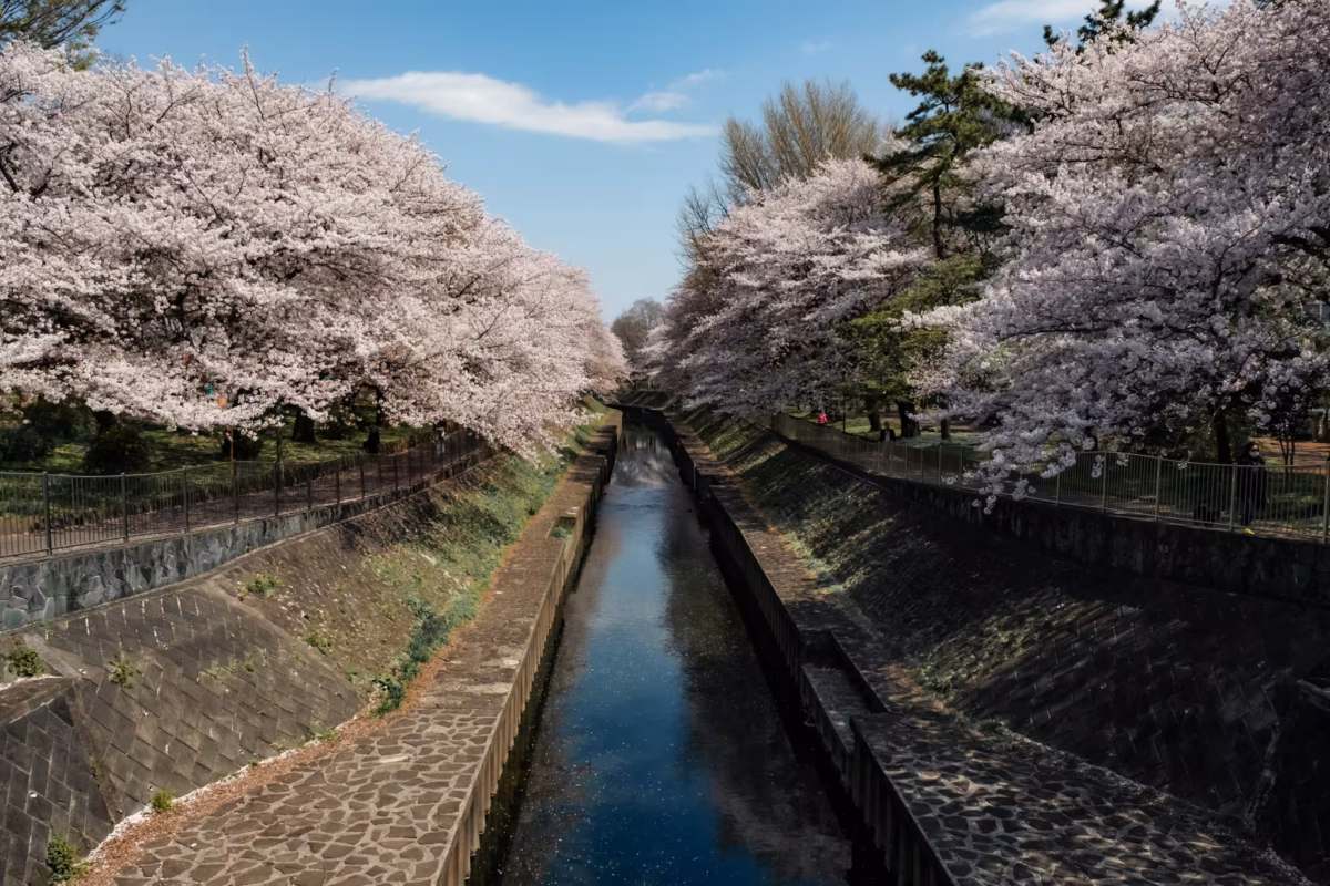 Cherry blossoms reach out over both sides of a concrete-walled canal under a blue sky.