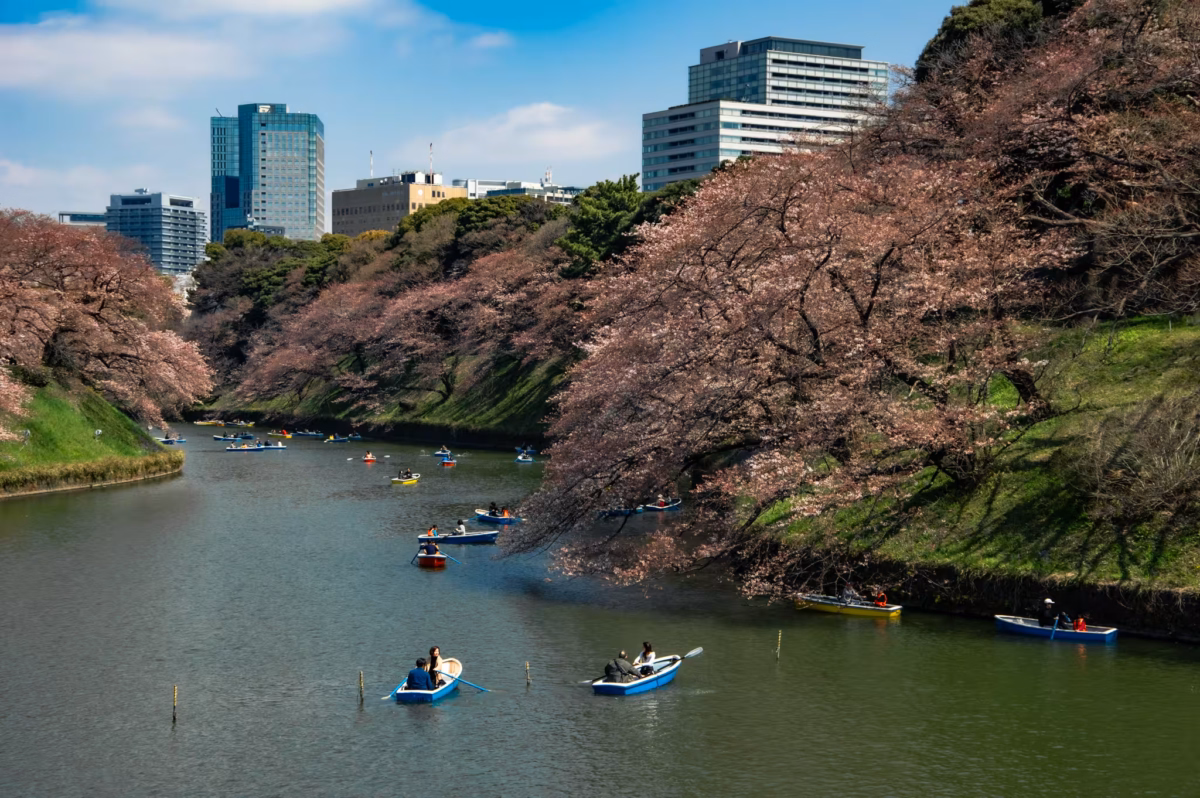Rowboats on Chidorigafuchi Moat near cherry blossoms and under blue skies.