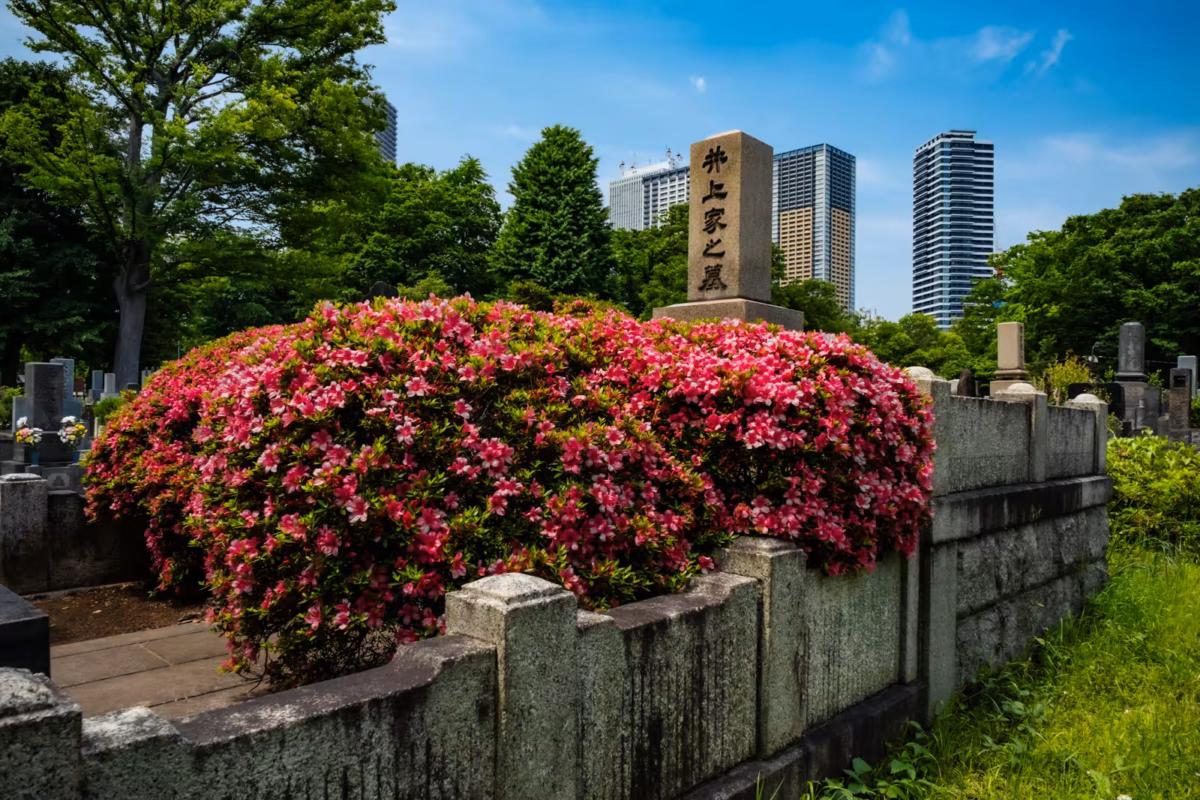 Satsuki azaleas decorate a Japanese grave with skyscrapers in the distance.