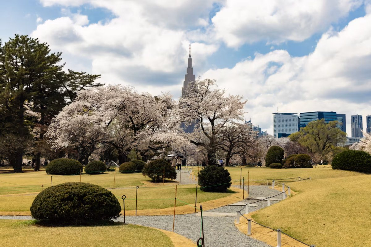 A path leads through a lawn to cherry blossoms.