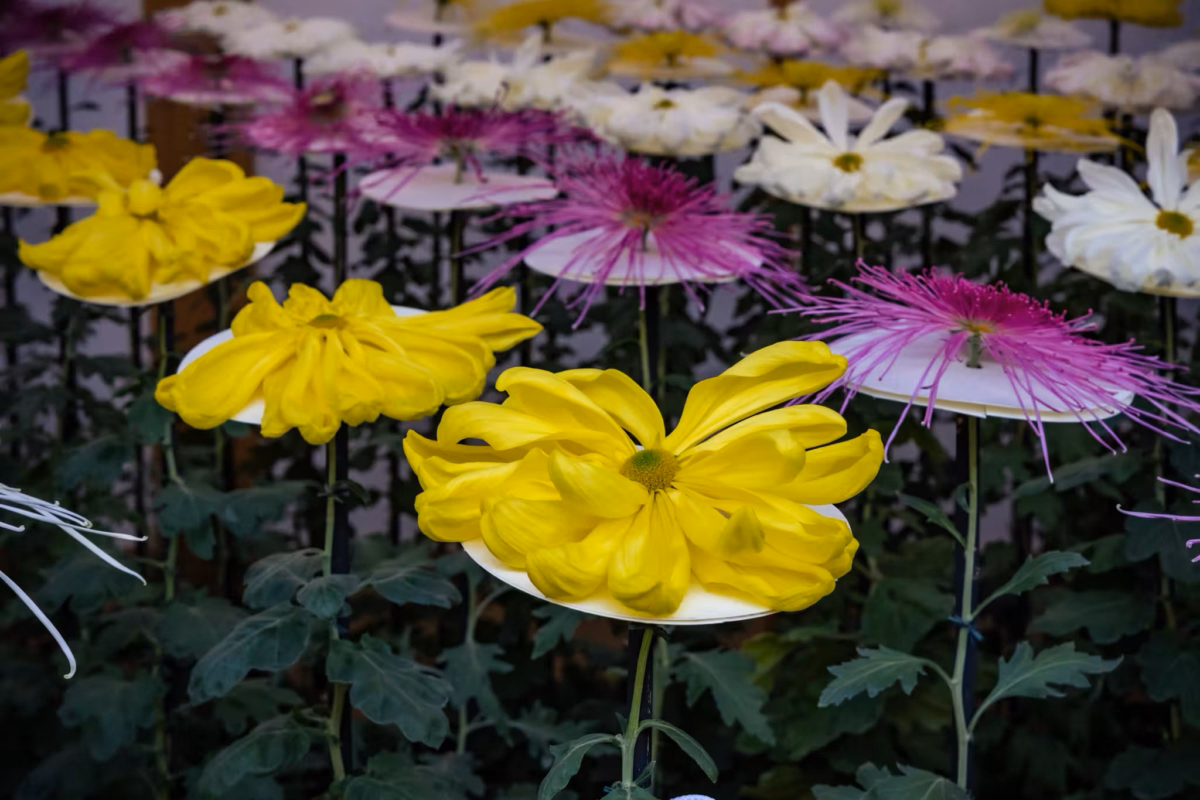 A booth of chrysanthemum flowers in a display booth.