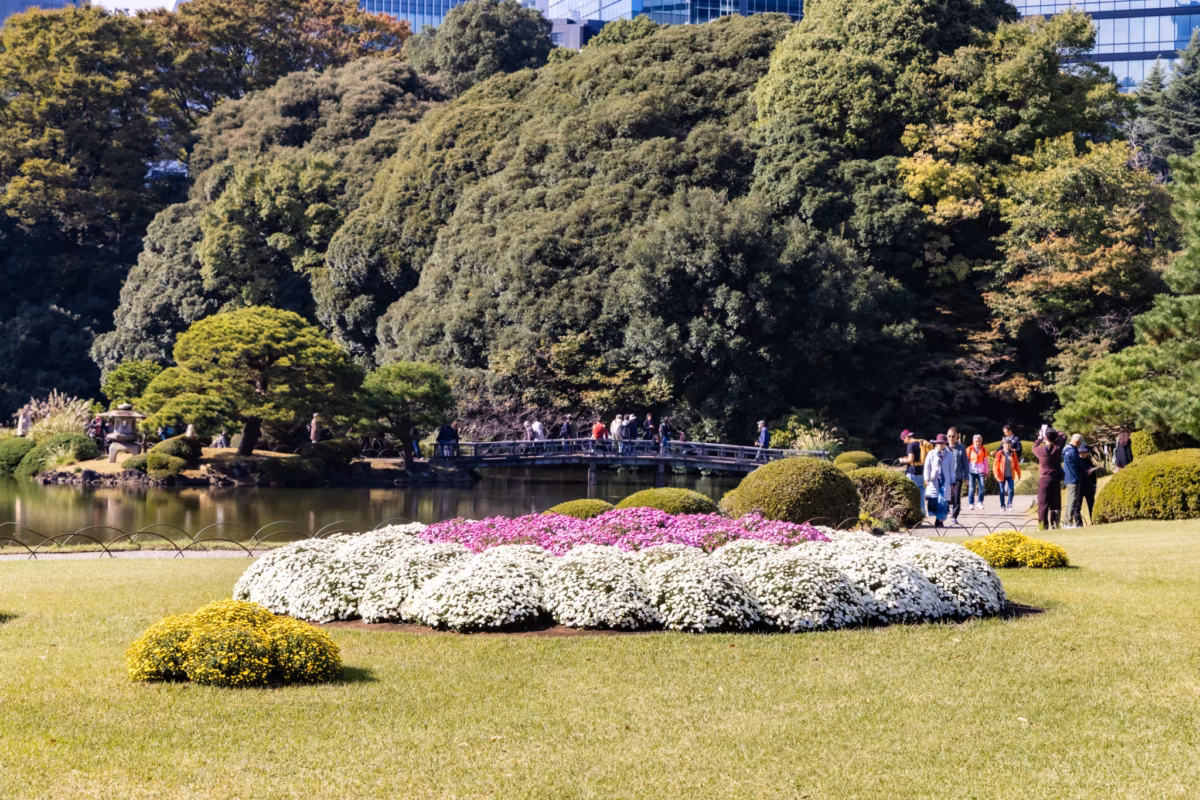 An outdoor chrysanthemum display in front of a pond with a traditional Japanese bridge.