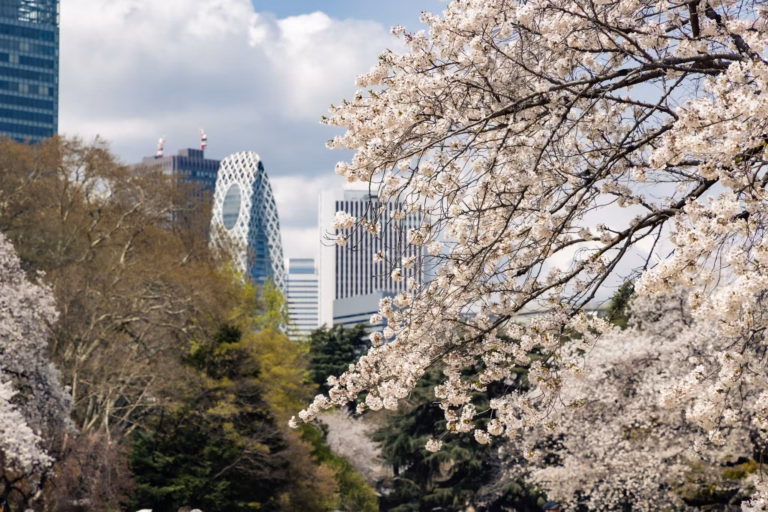 Skyscrapers sit behind Shinjuku Gyoen's cherry blossoms.