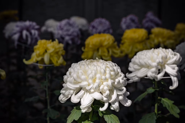 A white ogiku chrysanthemum with other blurred behind it.