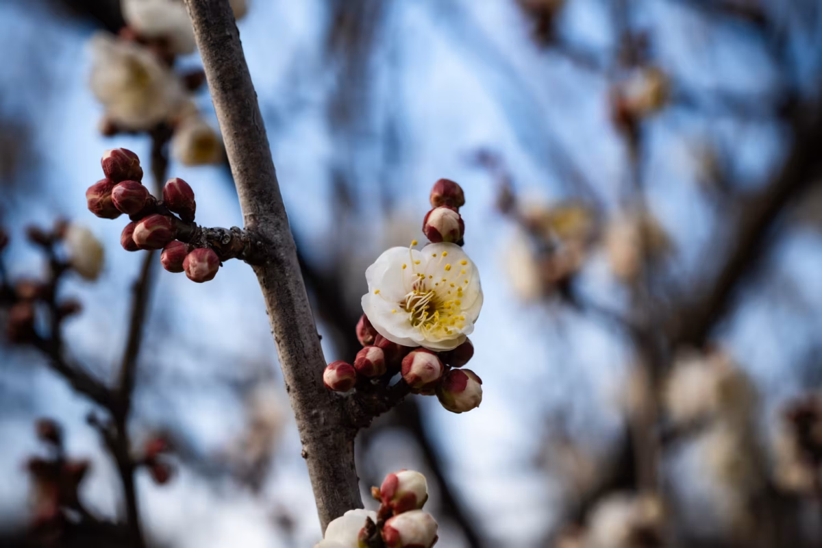A white plum blossom with a blurred background.