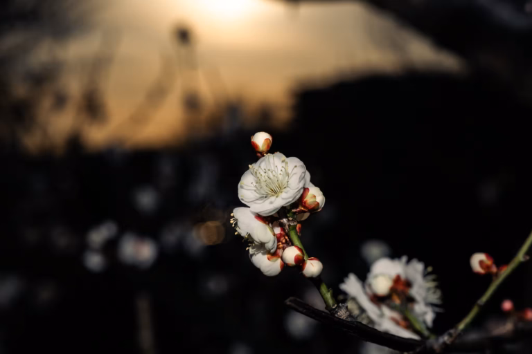 Golden Hour Hanegi Park Plum Blossoms 2021