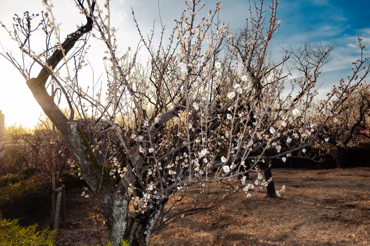 Plum trees in a park at sunset.