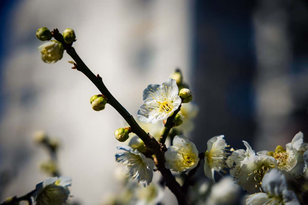 A white plum blossom against a blurred background.