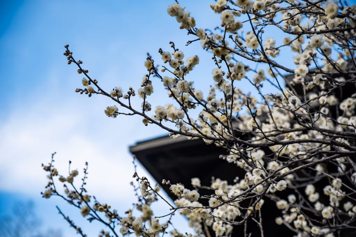 White plum blossoms with a roof behind.