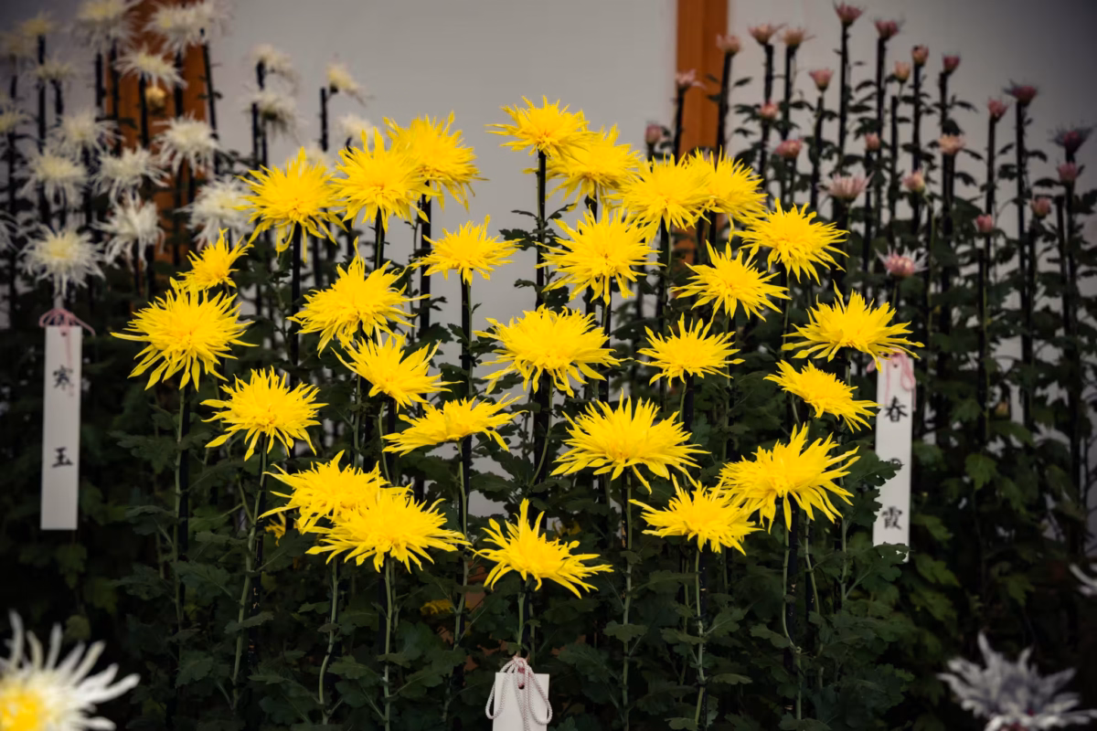 Yellow Ogiku chrysanthemums in a display booth with a blurred background.