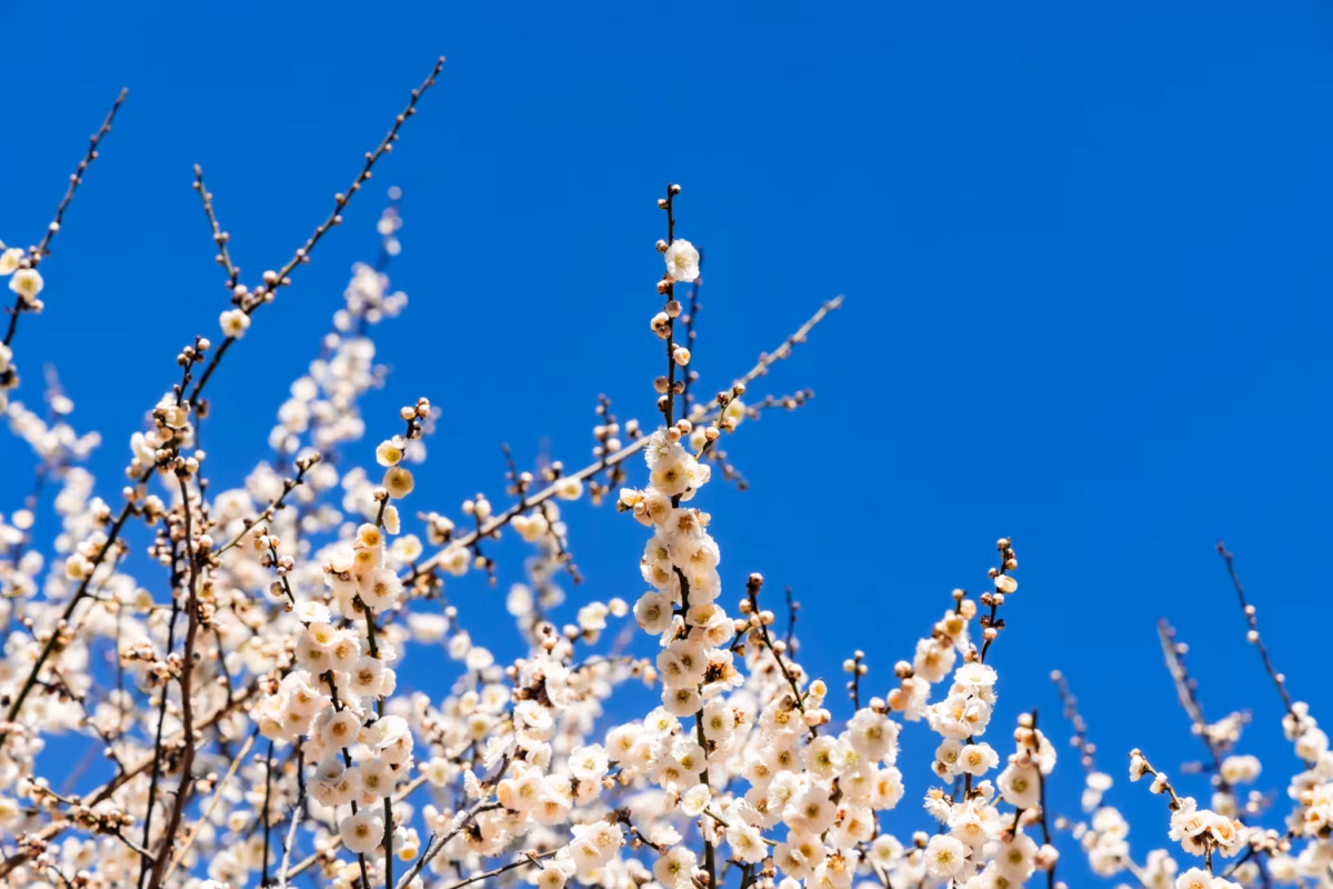 Yushima Tenjin plum blossoms against a blue sky.