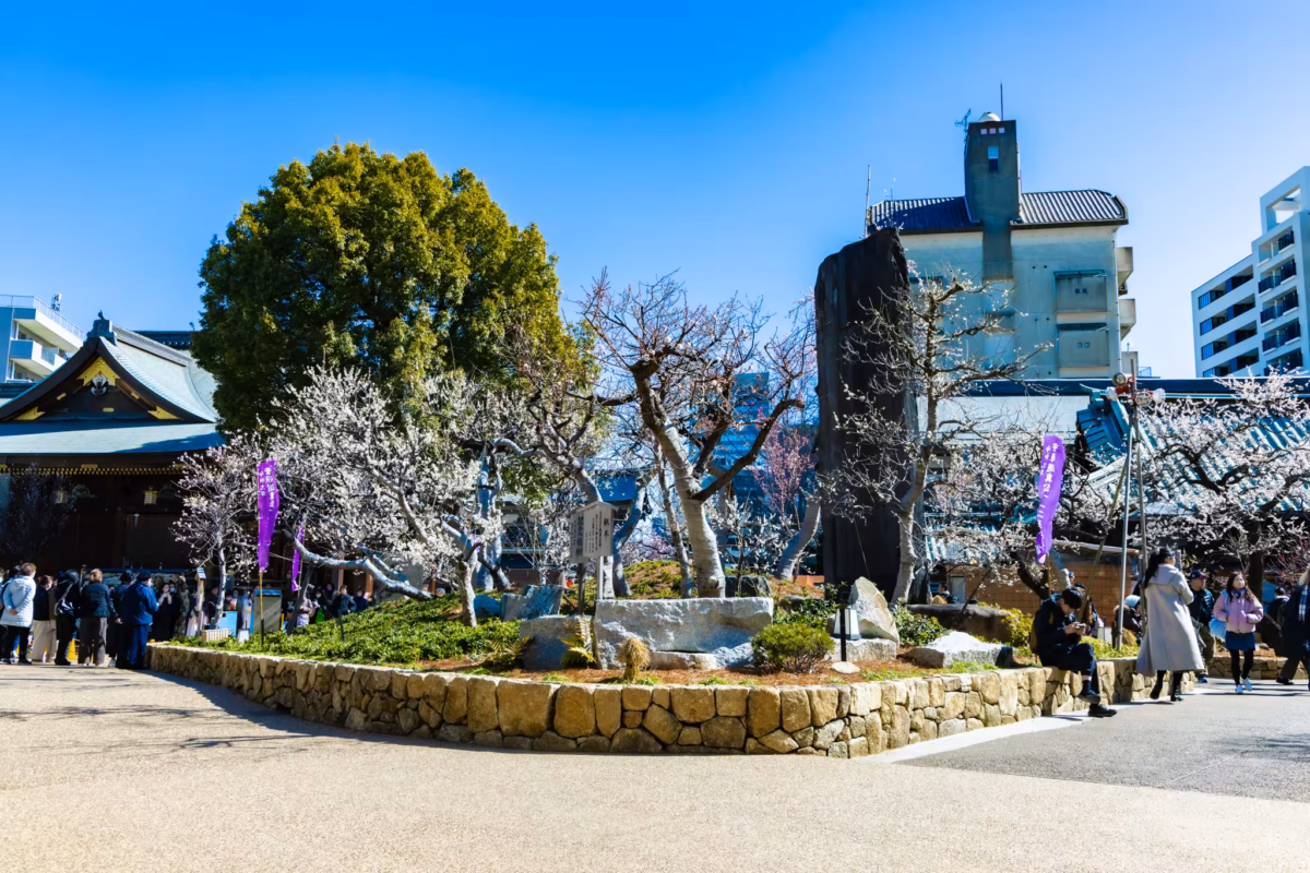 The Yushima Tenjin plum blossom grove.