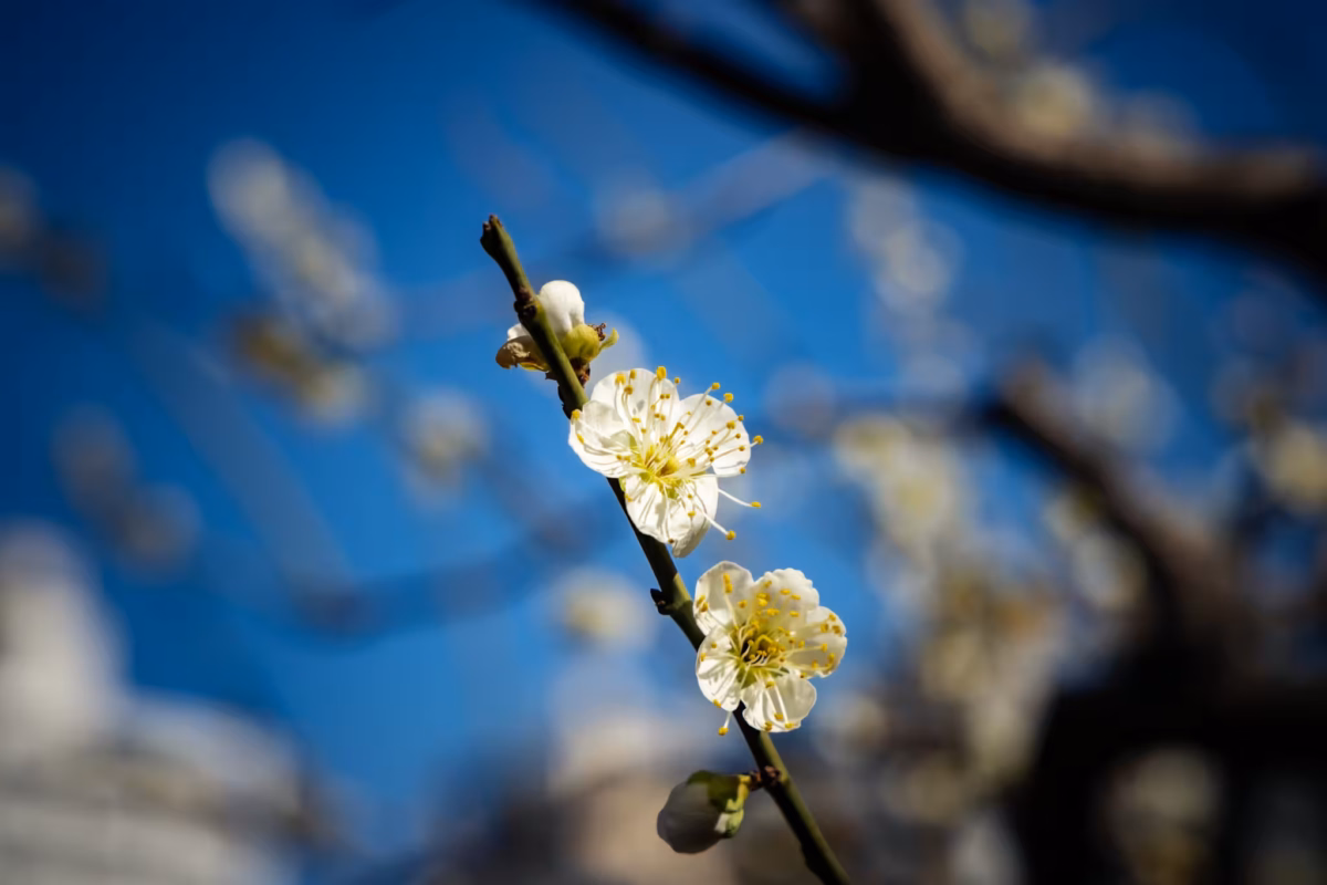 A white plum blossom against a blurred background.