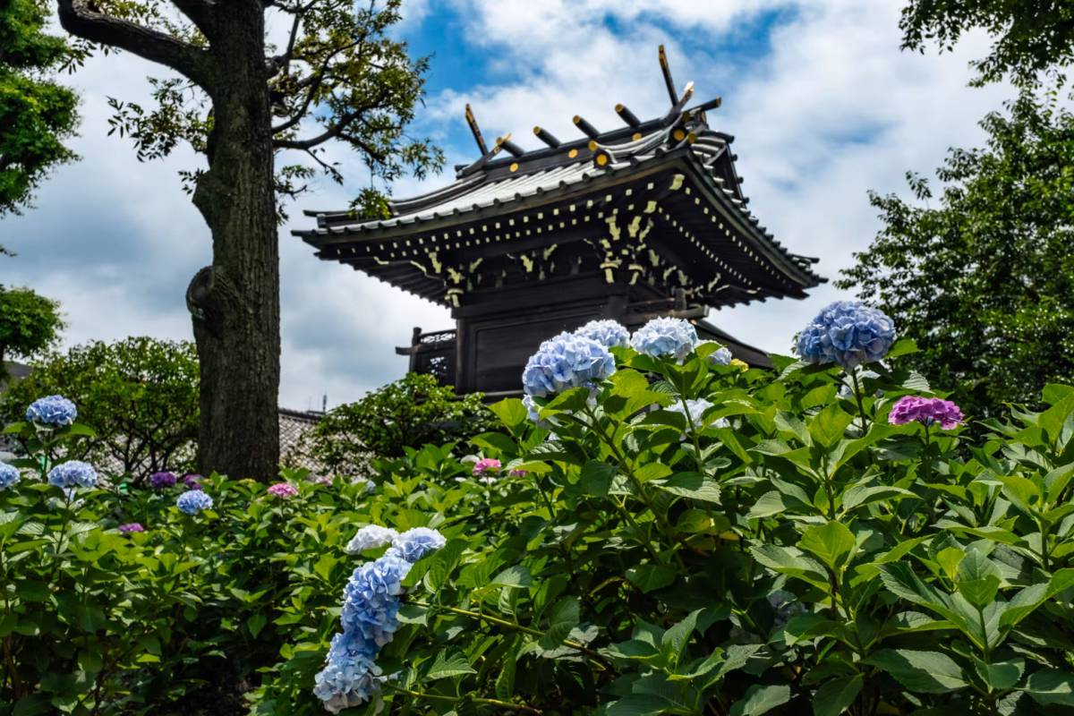 Vibrant blue hydrangeas bloom in front of a traditional Japanese temple gate under a bright, cloudy sky.