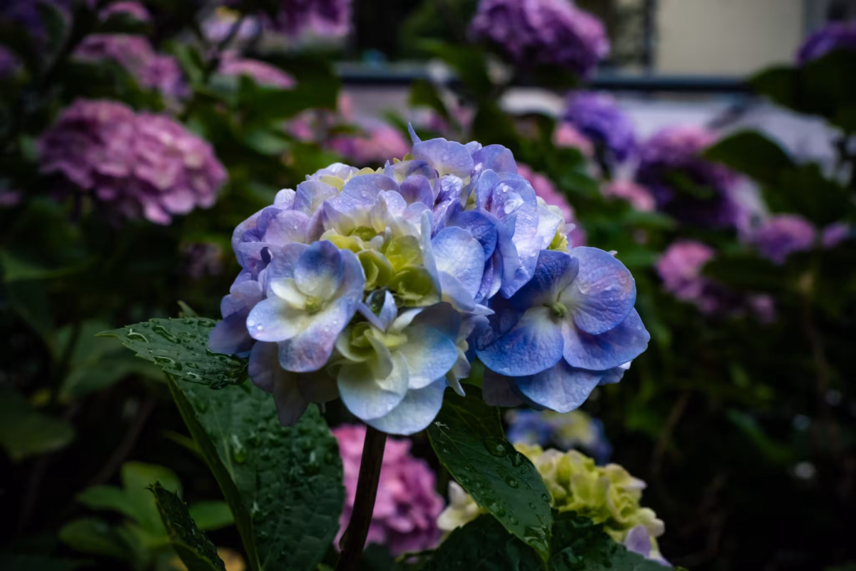 Raindrops glisten on blue and white hydrangeas at a Hydrangea Festival, set against a backdrop of soft pink blooms.