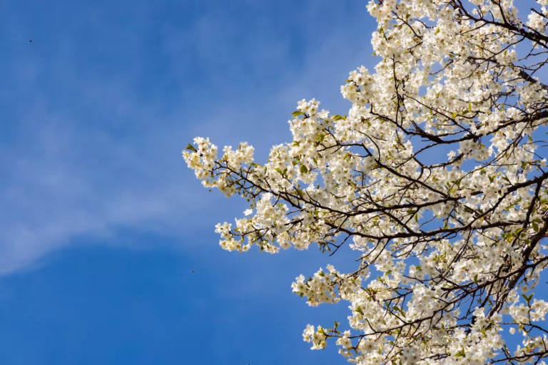 White blossoms on dark branches reach into a clear, bright blue sky.